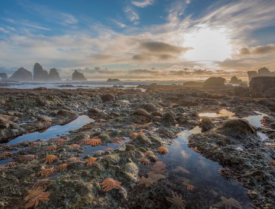 Summer Tidepool Bioblitz 2