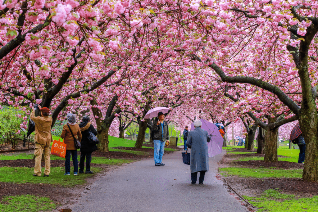 Allée of Kwanzan Cherry Blossom Trees🌳 4