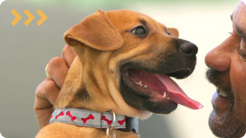 Scottsdale PetSmart Adoption Event 3
