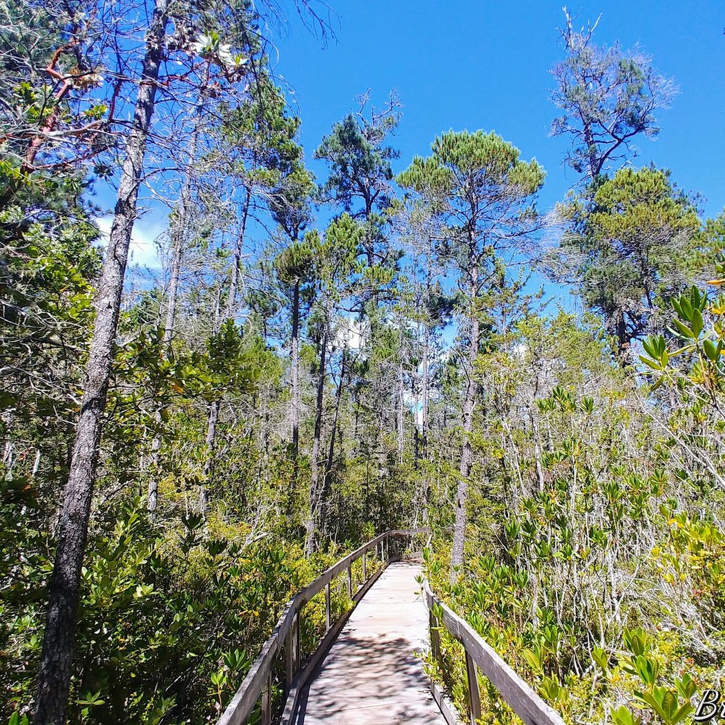 Pygmy Forest Discovery Trail 1