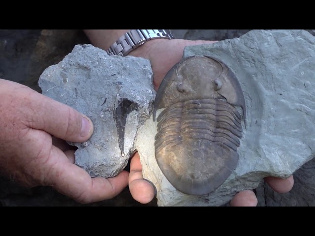 Dinosaur Day with PaleoJoe 3