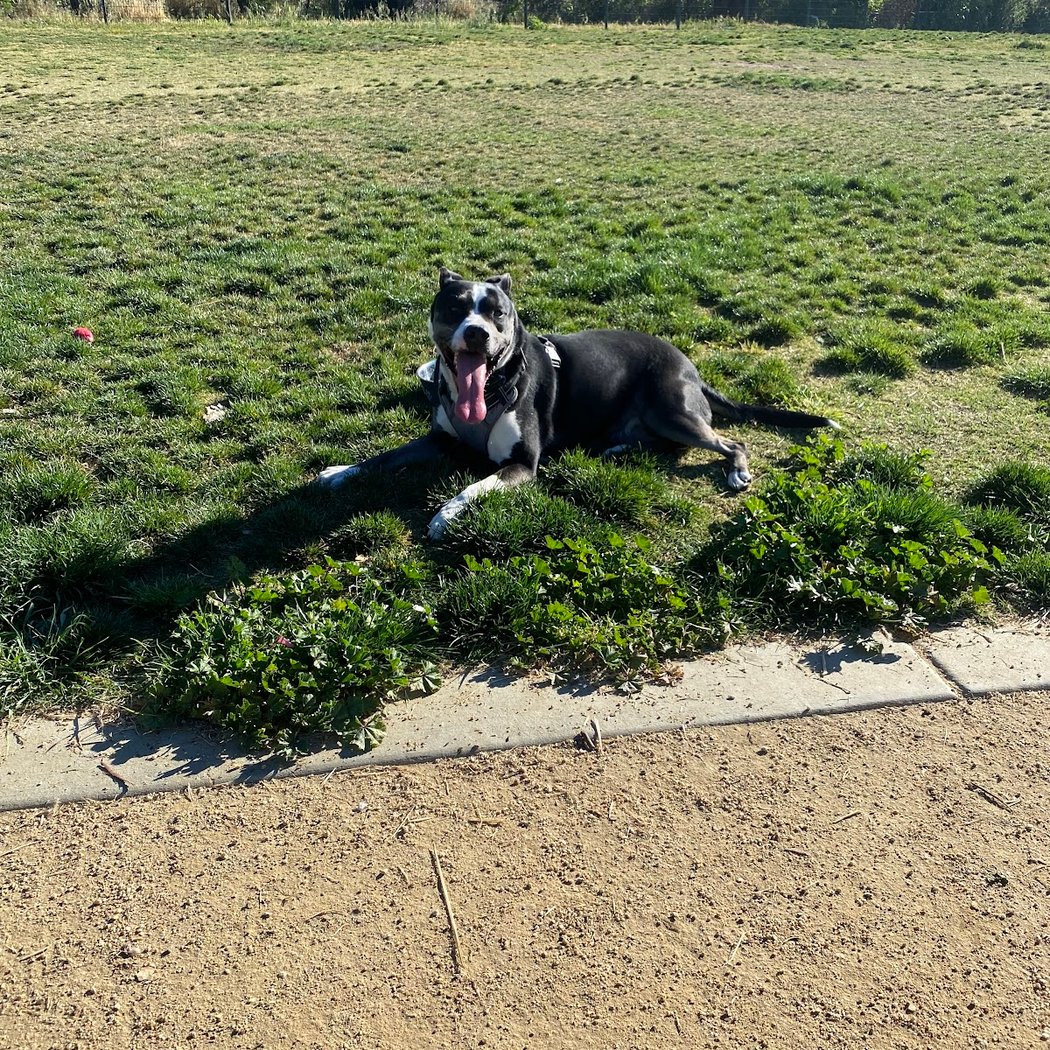 Watson Dog Park 1