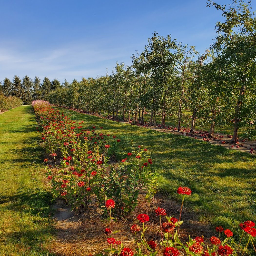 Jonamac Orchard 3