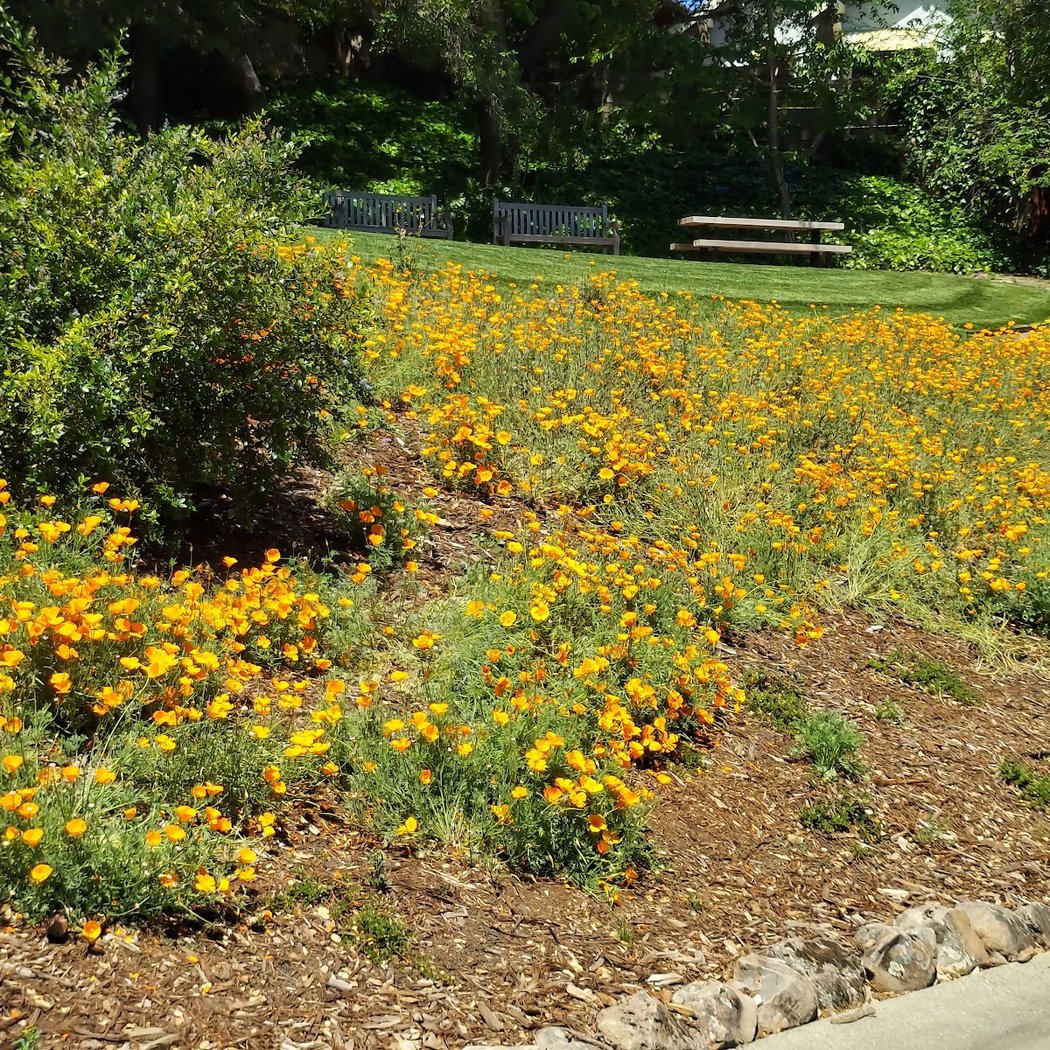 Linda Ave Dog Park 1