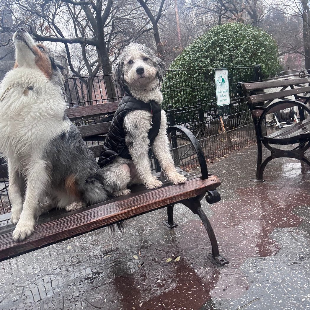 Union Square Dog Run 1