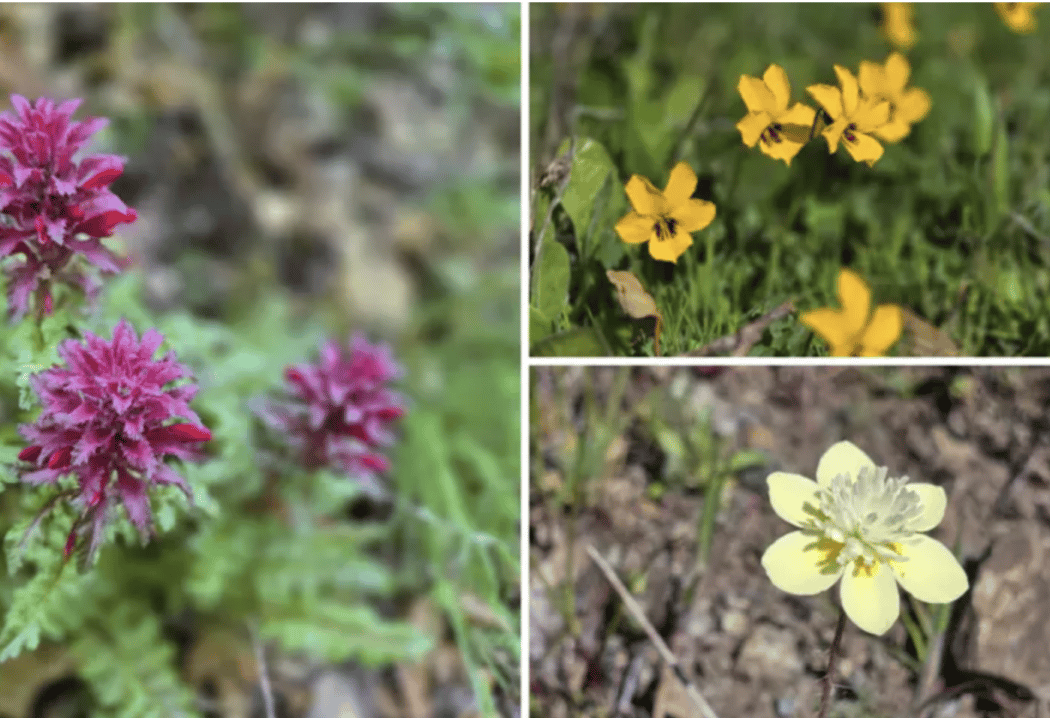 Wildflower Walk at Almaden Quicksilver 1