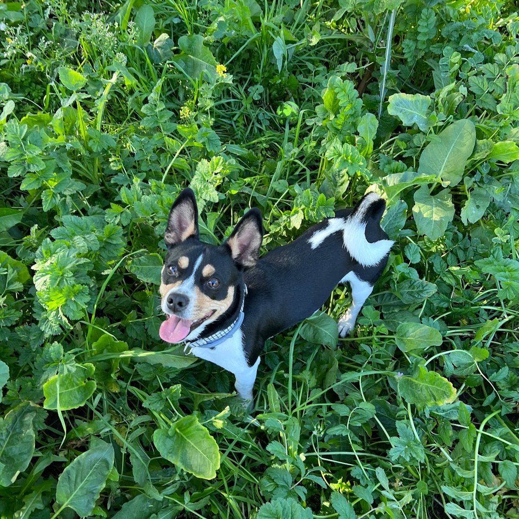 para perros Park 3