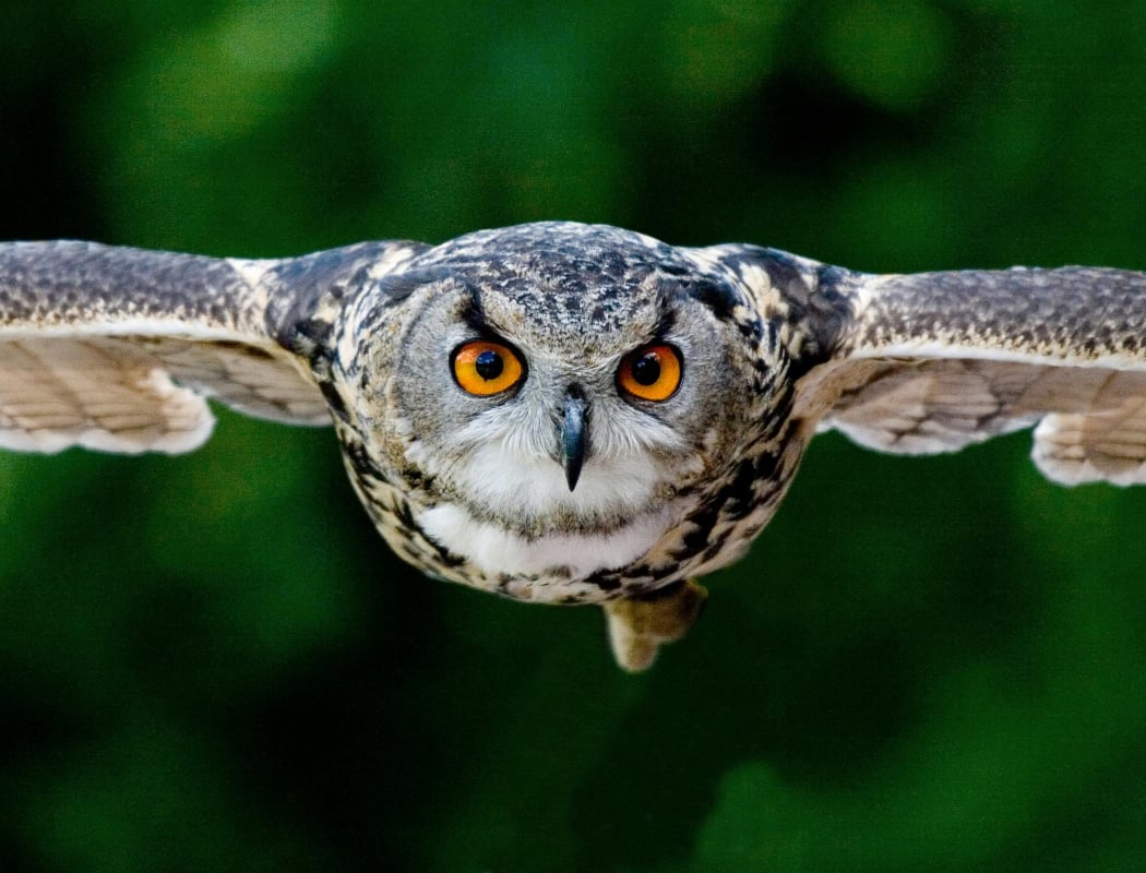 Black Friday - Owl Prowl 1