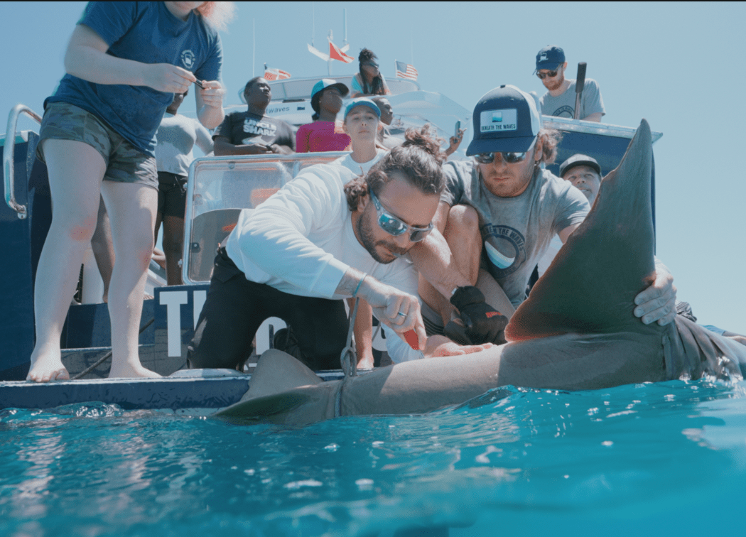Demystifying Jaws – A Decade of Shark Research and Conservation in Coastal New York 1