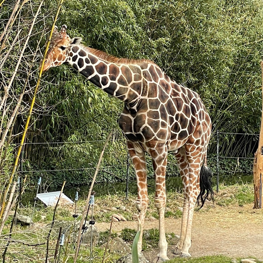 Duisburg Zoo 3
