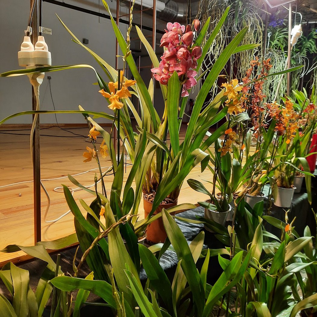 Le Salon des Orchidées 2