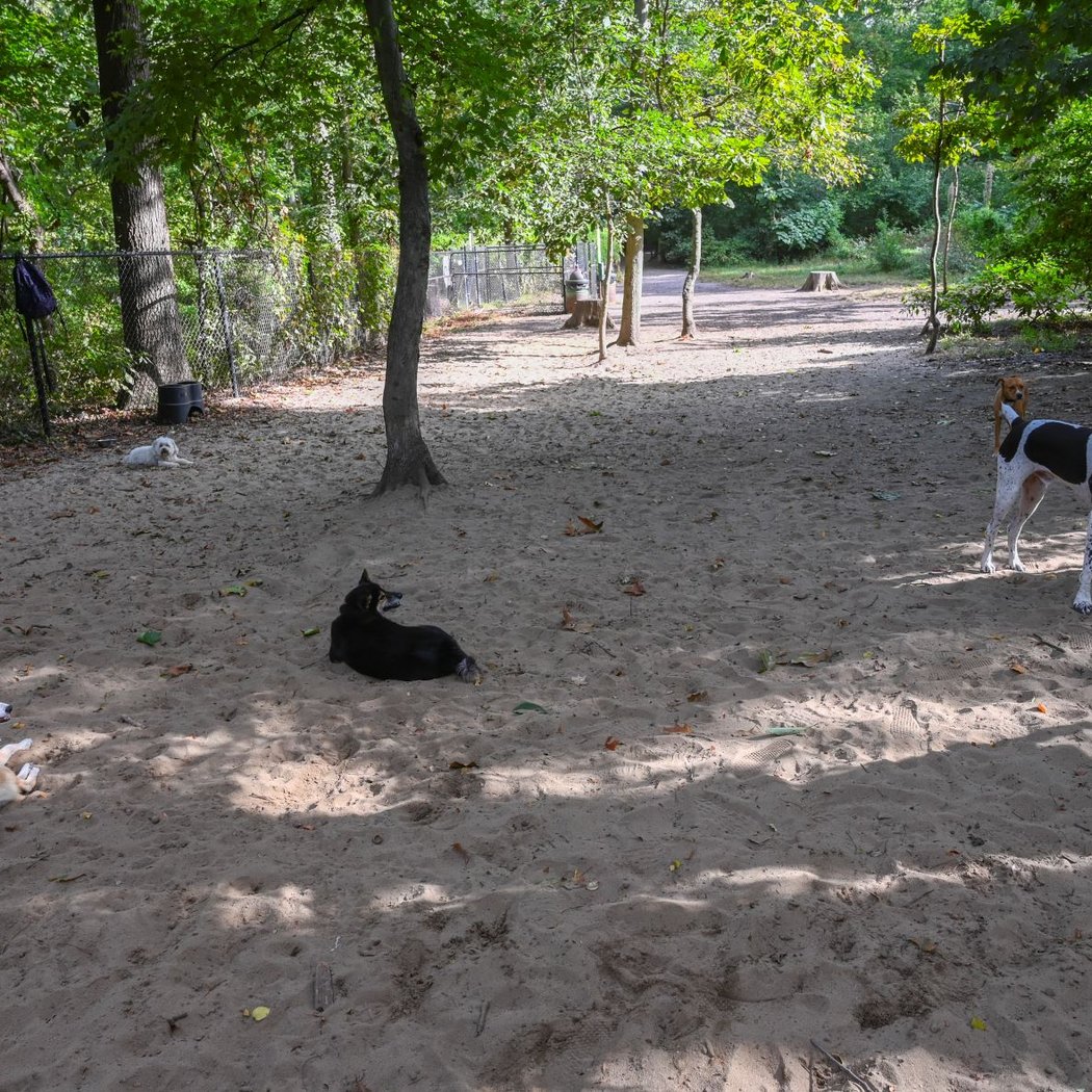 Timber Creek Dog Park 2