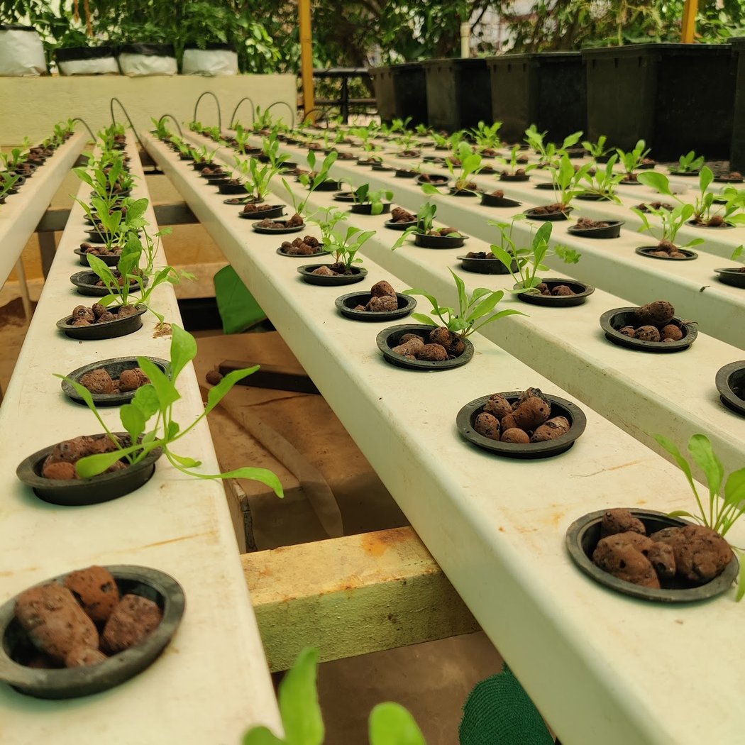 BeLesiri - Hydroponics Training and consultancy 3