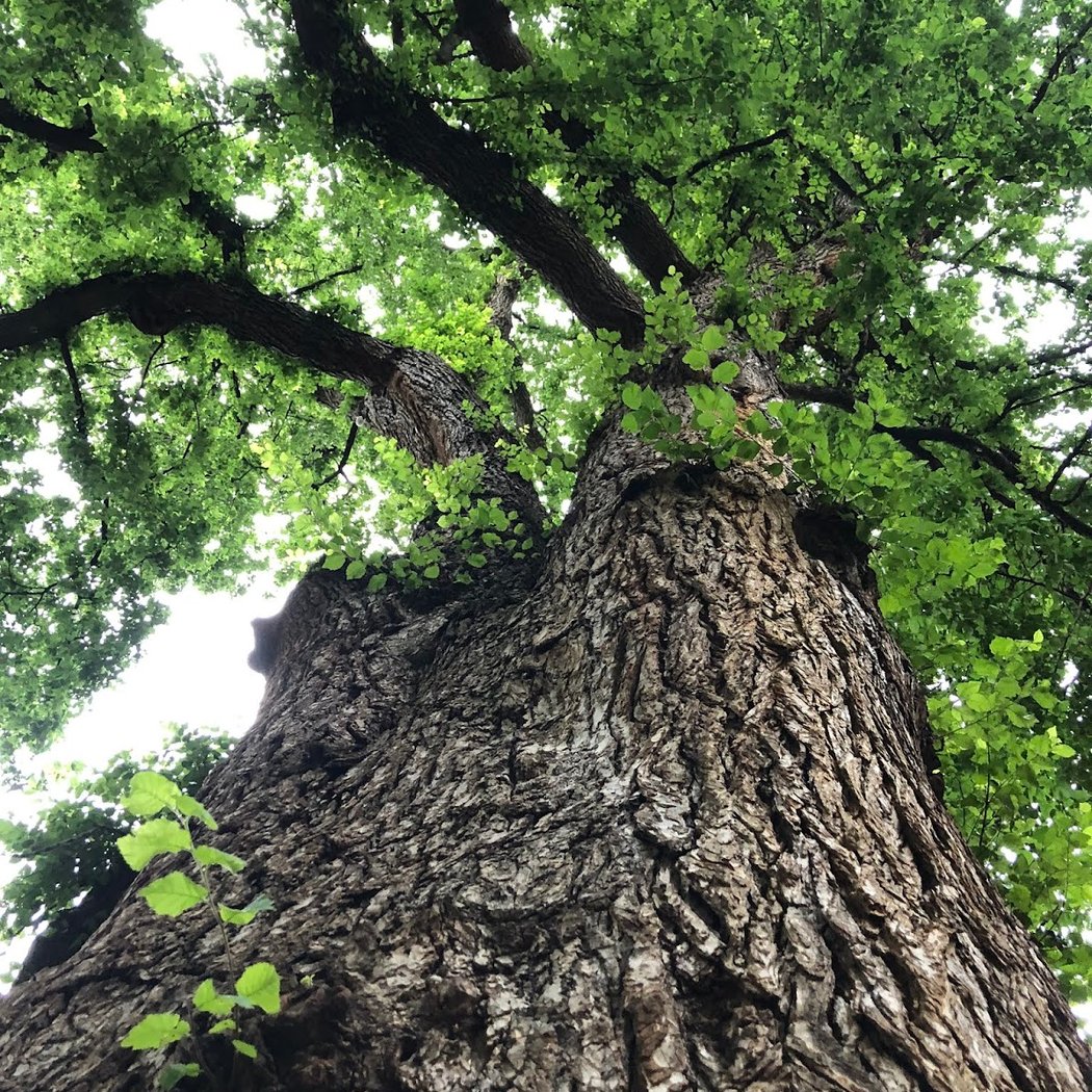 Hangman's Elm 1