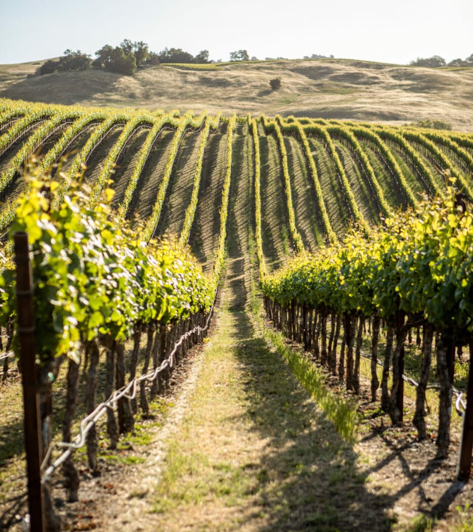 Gap's Crown Vineyard 3