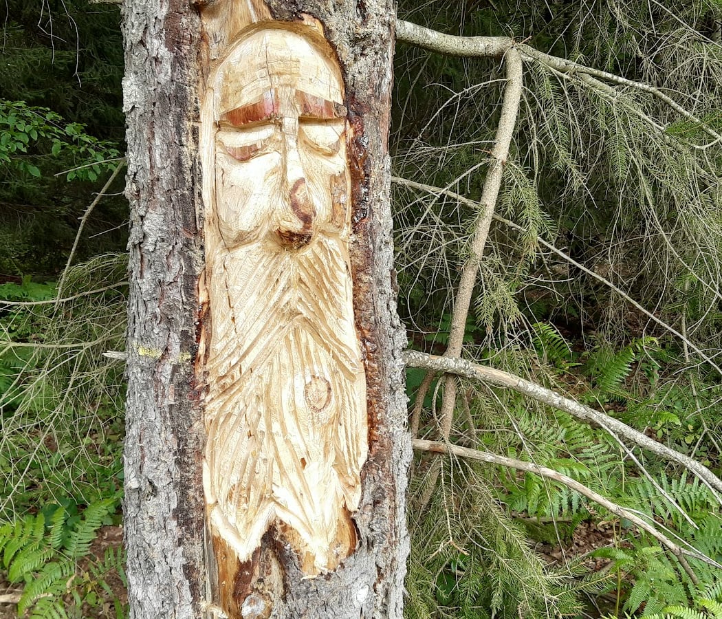 Forêt de Malvoisine 1