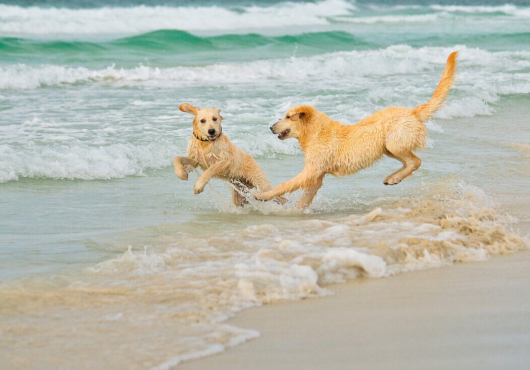 Long Beach Breed Meetup 2