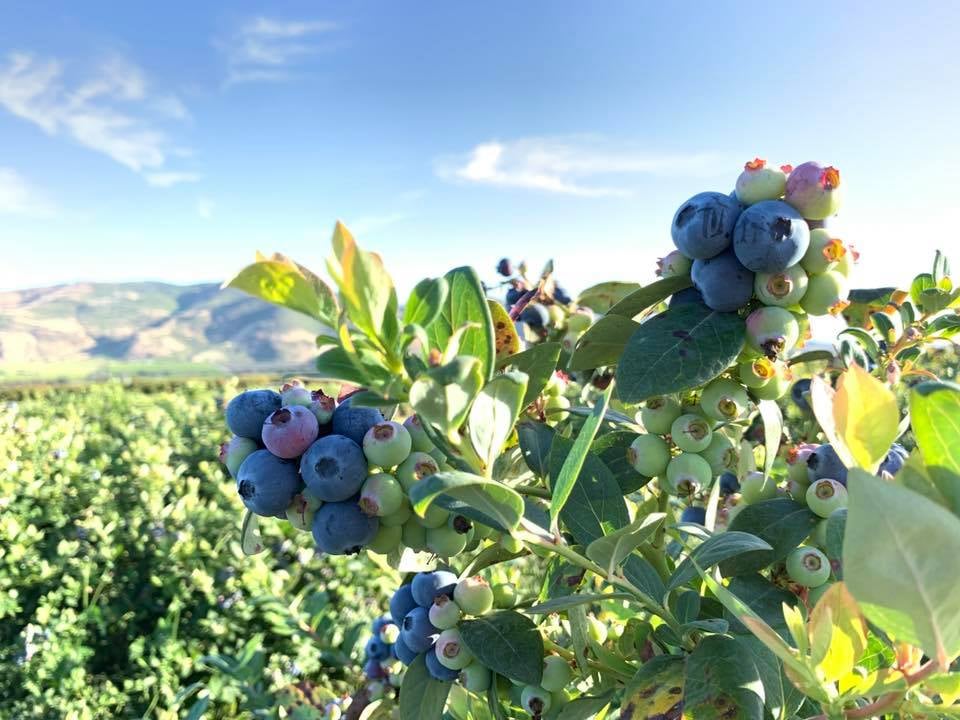 Gerry Ranch Berries 1