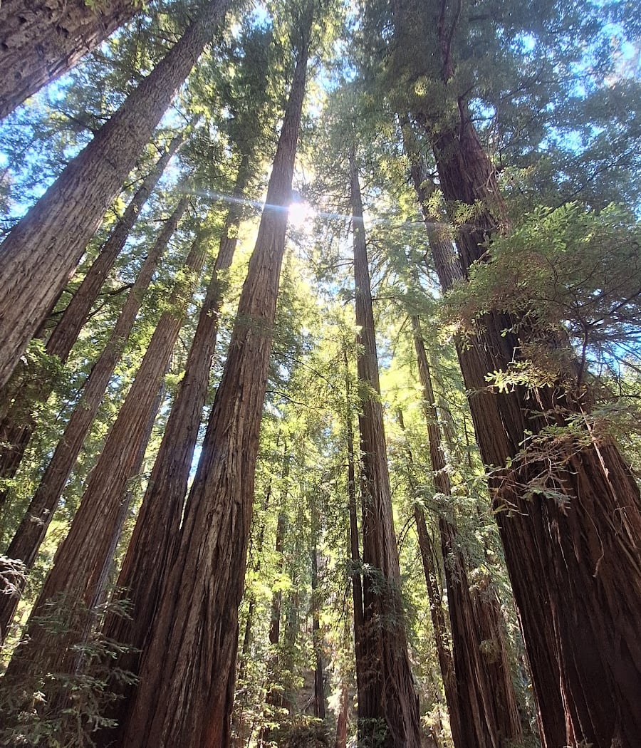Redwood Forest Theater 3