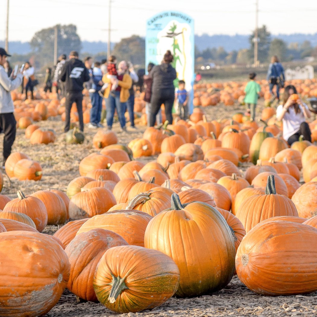 Carpinito Brothers Pumpkin Patch & Farm Fun Yard 1