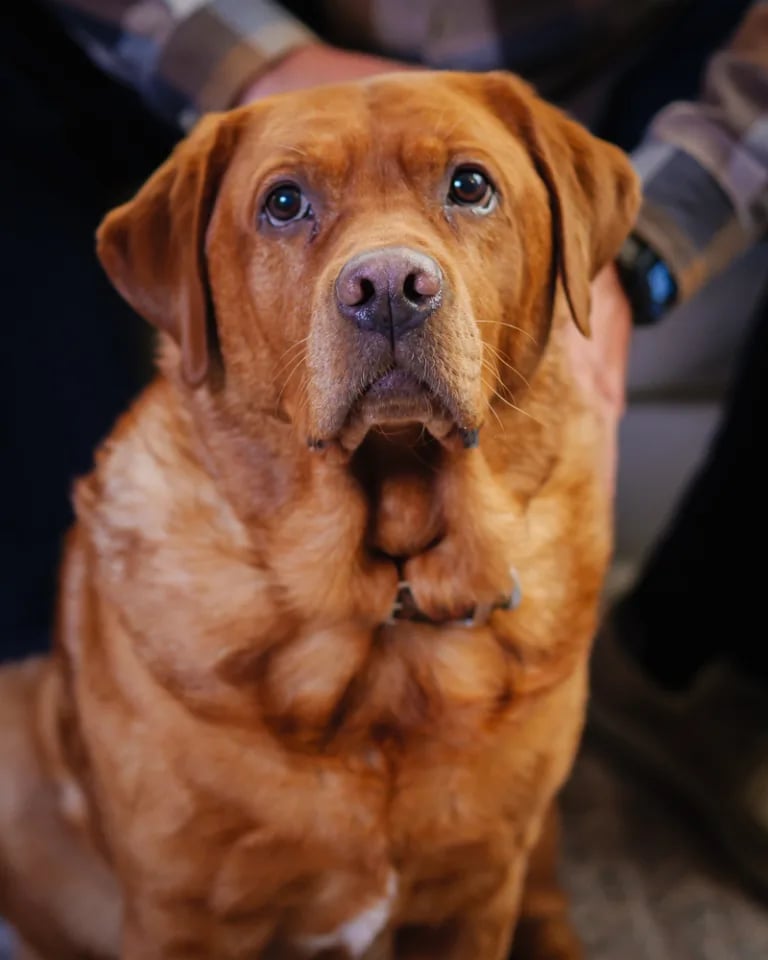 Read to a Therapy Dog 1