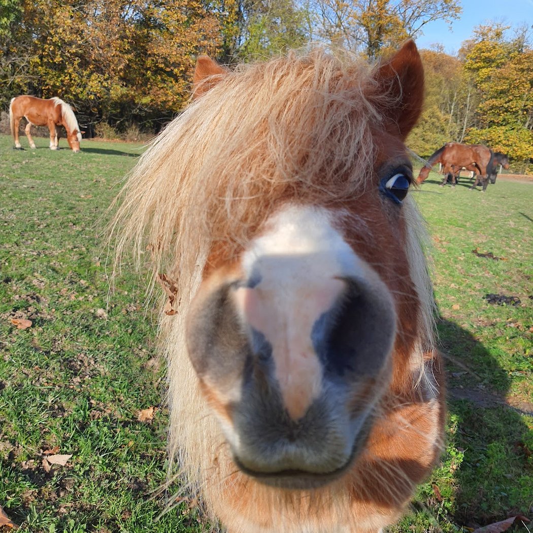 Les Chevaux des Preaux 3
