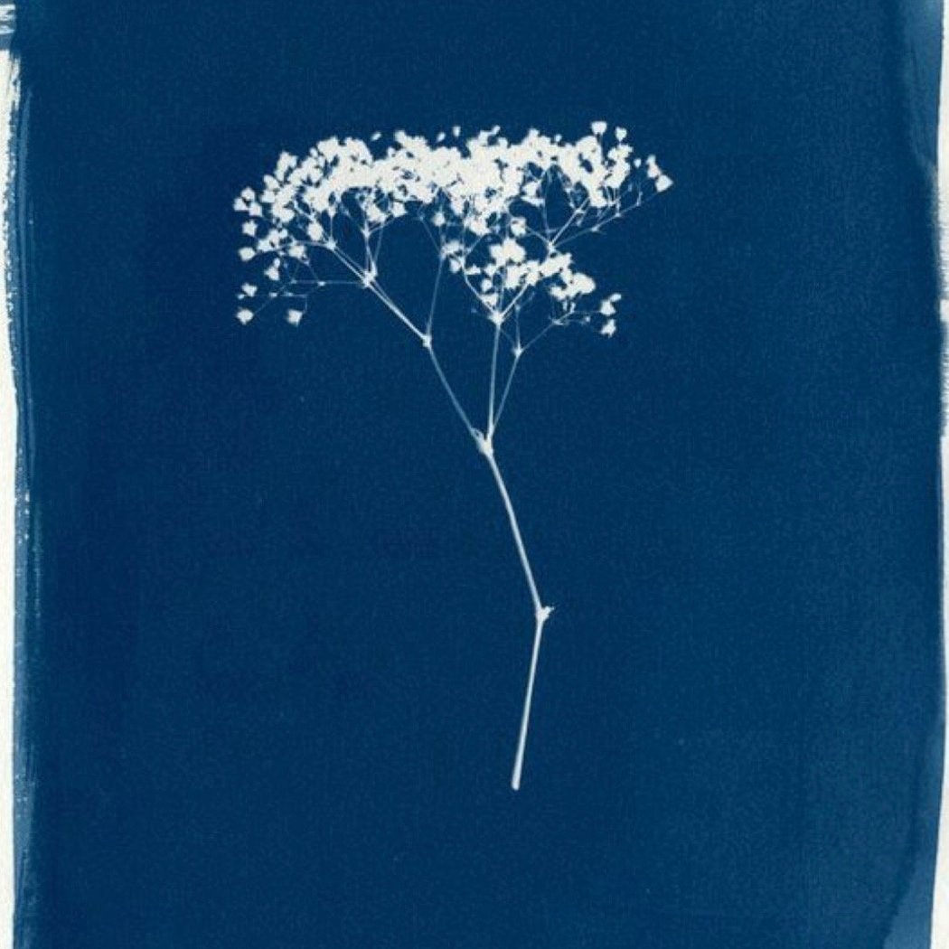 Medium & Technique | Cyanotype 1