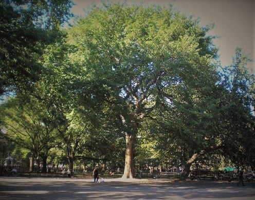 Hare Krishna Tree 2