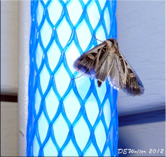 Twelve Hills Nature Center: Blacklighting 1