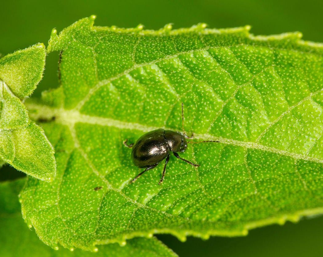 Wee Wonders: Insects on the Move 2
