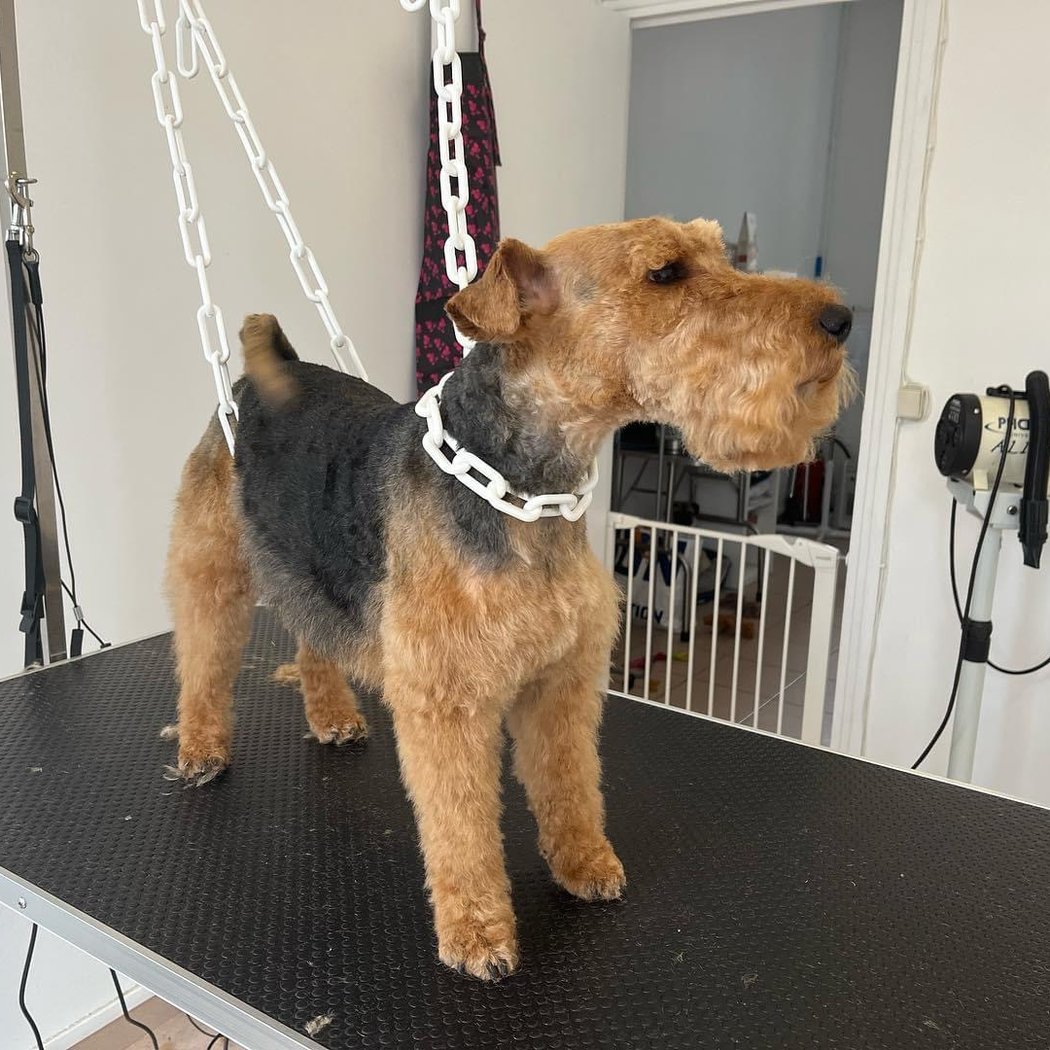 Salon de toilettage (rêves de chiens) Courbevoie Courbevoie 2