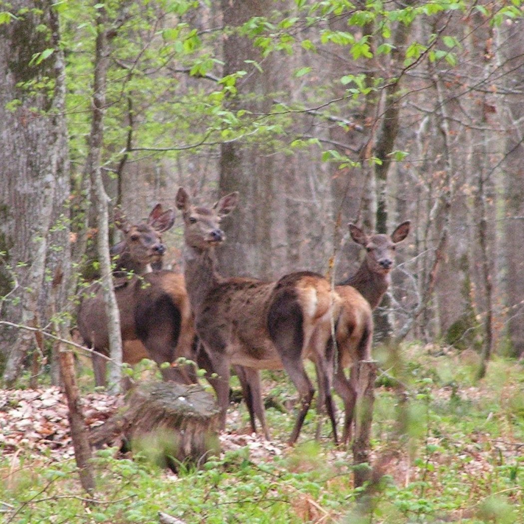 Forêt des Bertranges 2