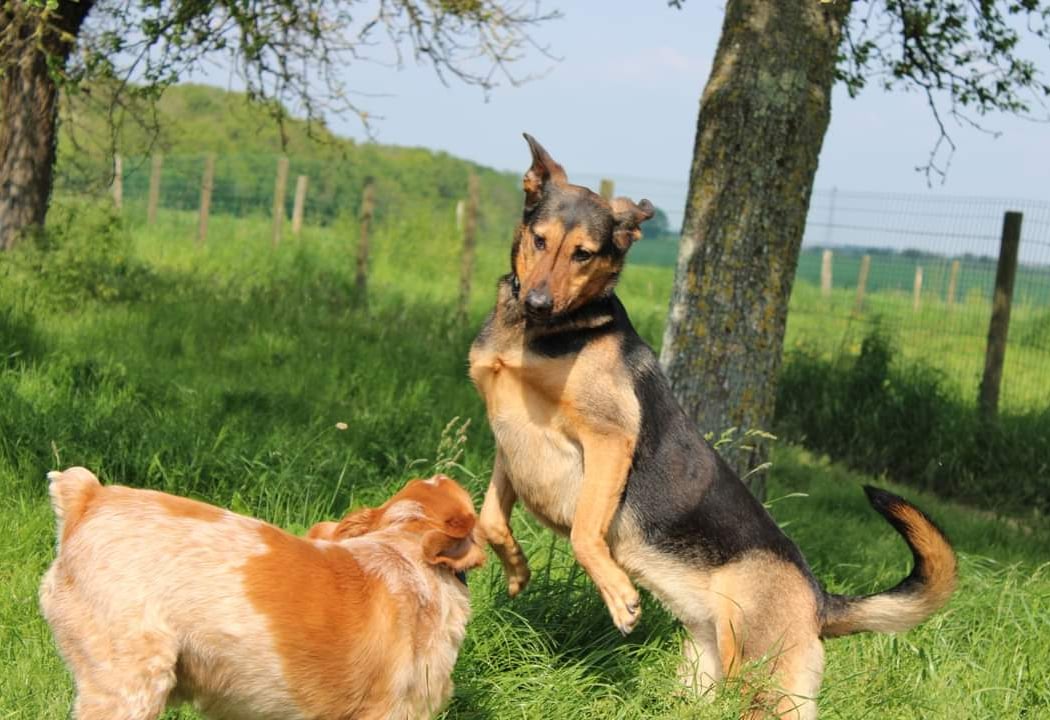Au Panier Douillet Pension Canine et Féline 2