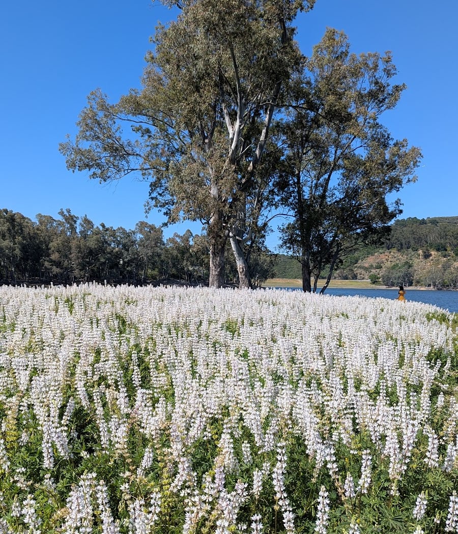Lexington Reservoir 1