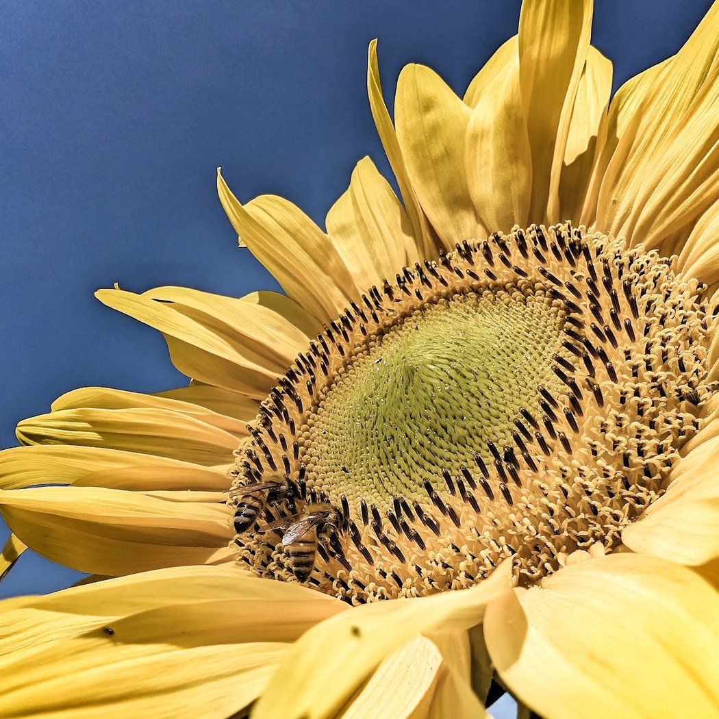 Sunflower Festival 2