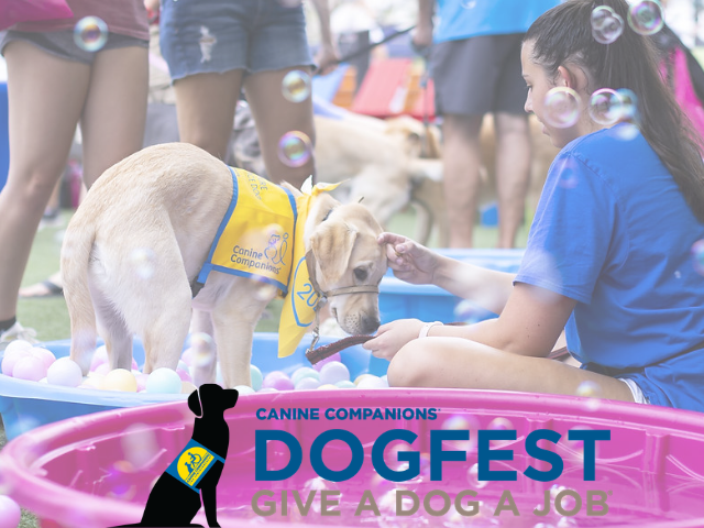 Dogfest