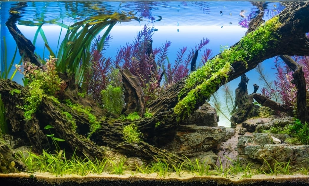 Splashy Fin Aquarium