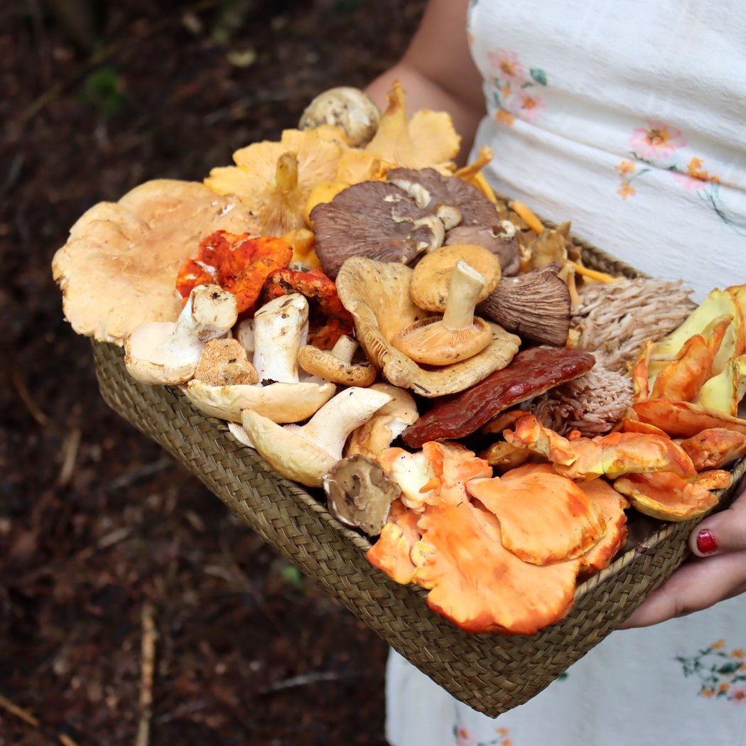 Foraging Through the Seasons 1