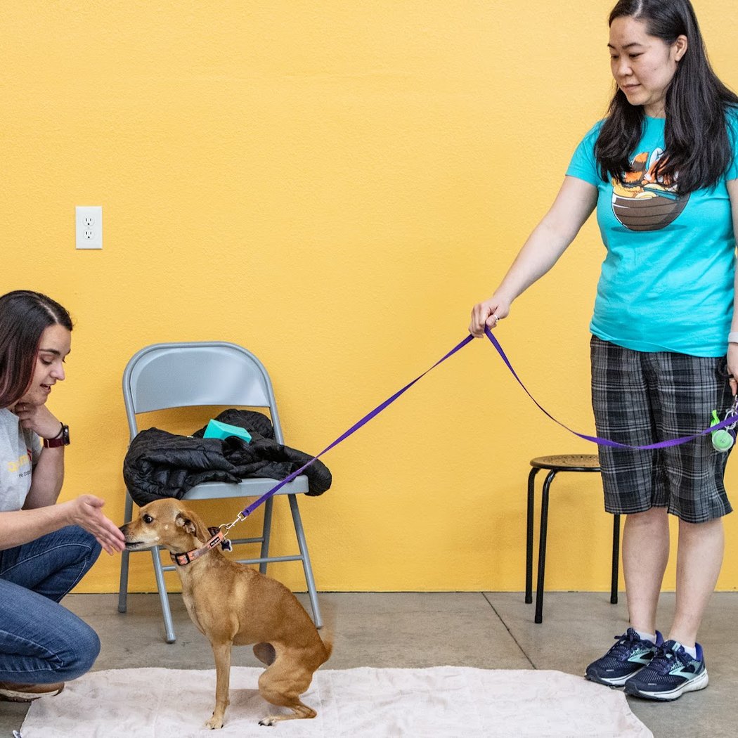 Dog Training Classes 1