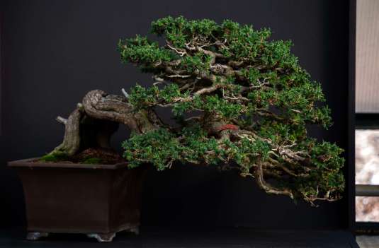The Bonsai Show: Bonsai & Blossoms 2
