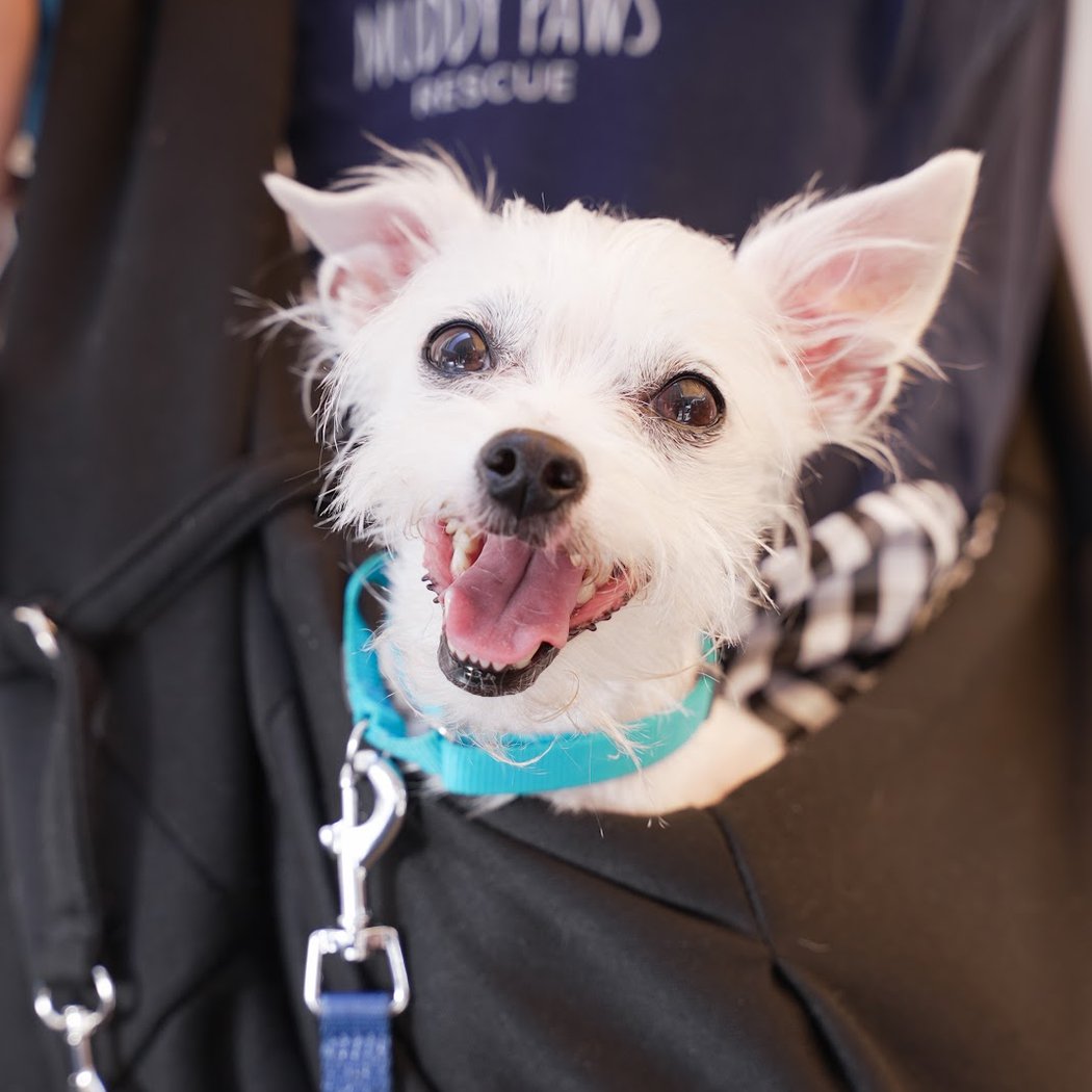 Muddy Paws Rescue 1