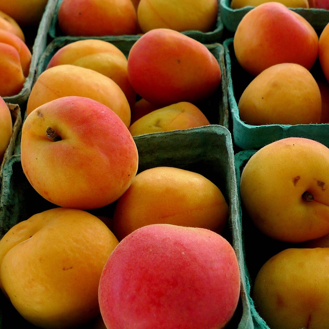 Gerardi's Farmers Market & Nursery 1