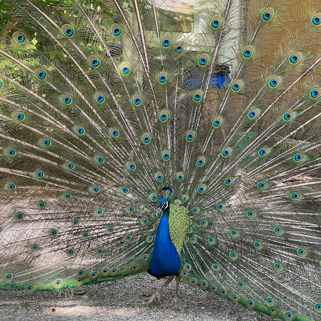 Olching Bird Park 1