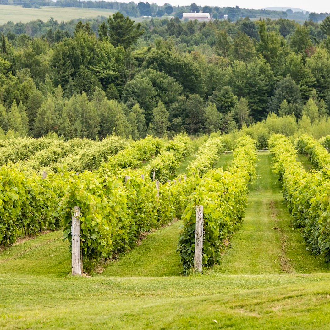 Vignoble Les Côtes Du Gavet 2