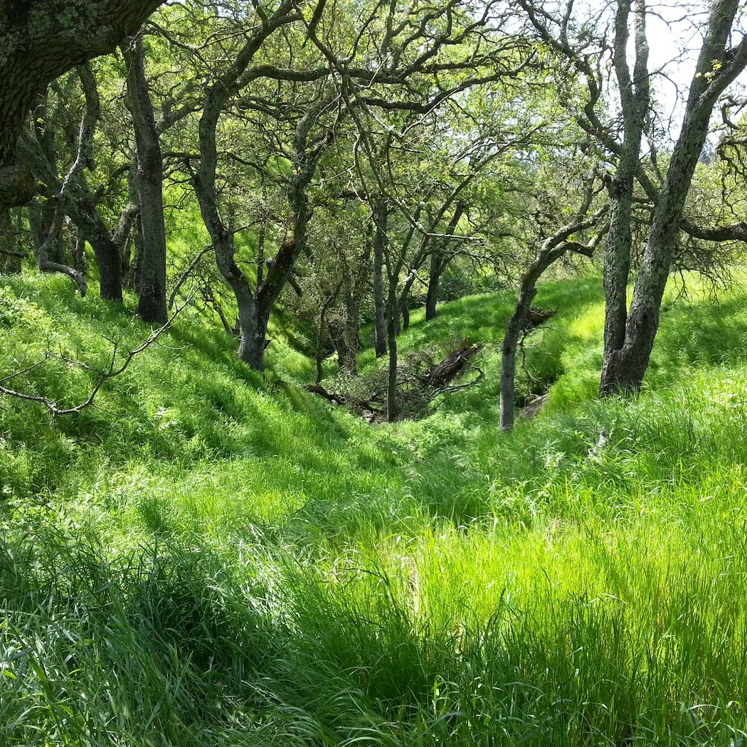 Shell Ridge 3