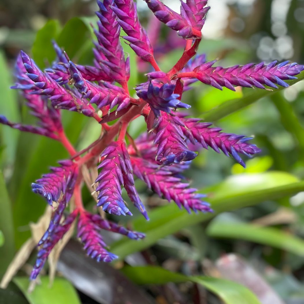 Discovery Gardens 2