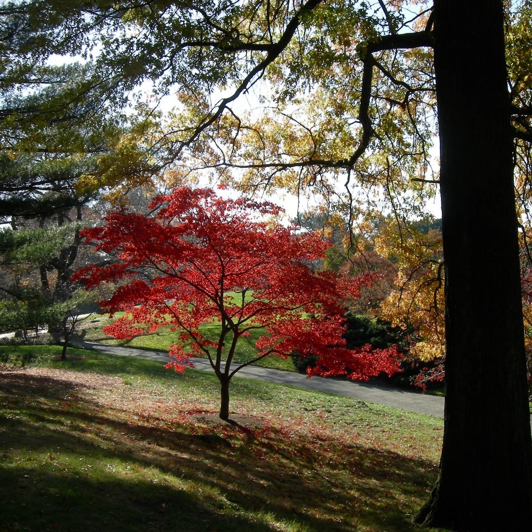 Bronx Park 1