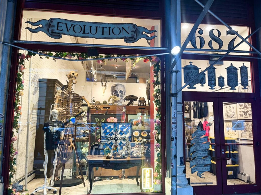The Evolution Store 2