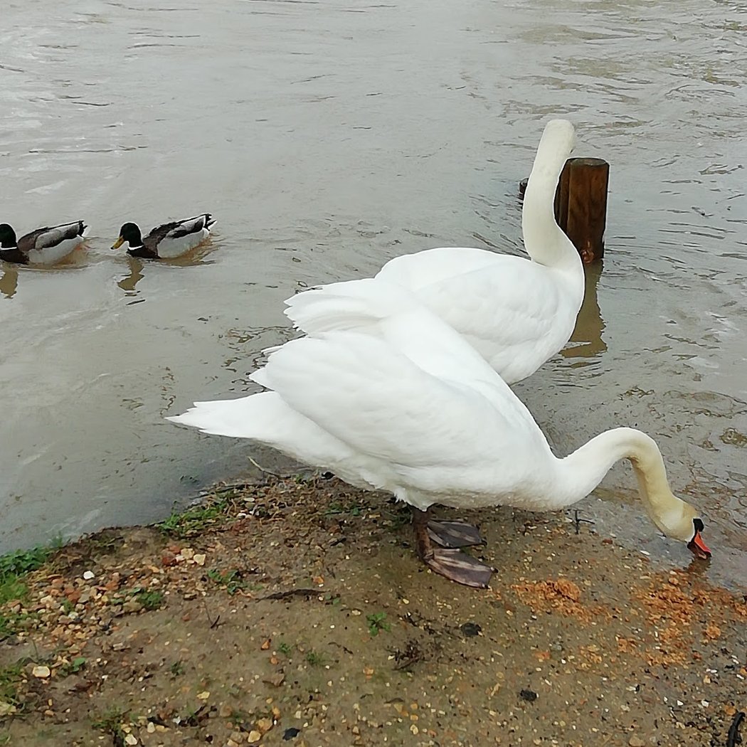 Parc de Saint Maur-Des-Fossés 3