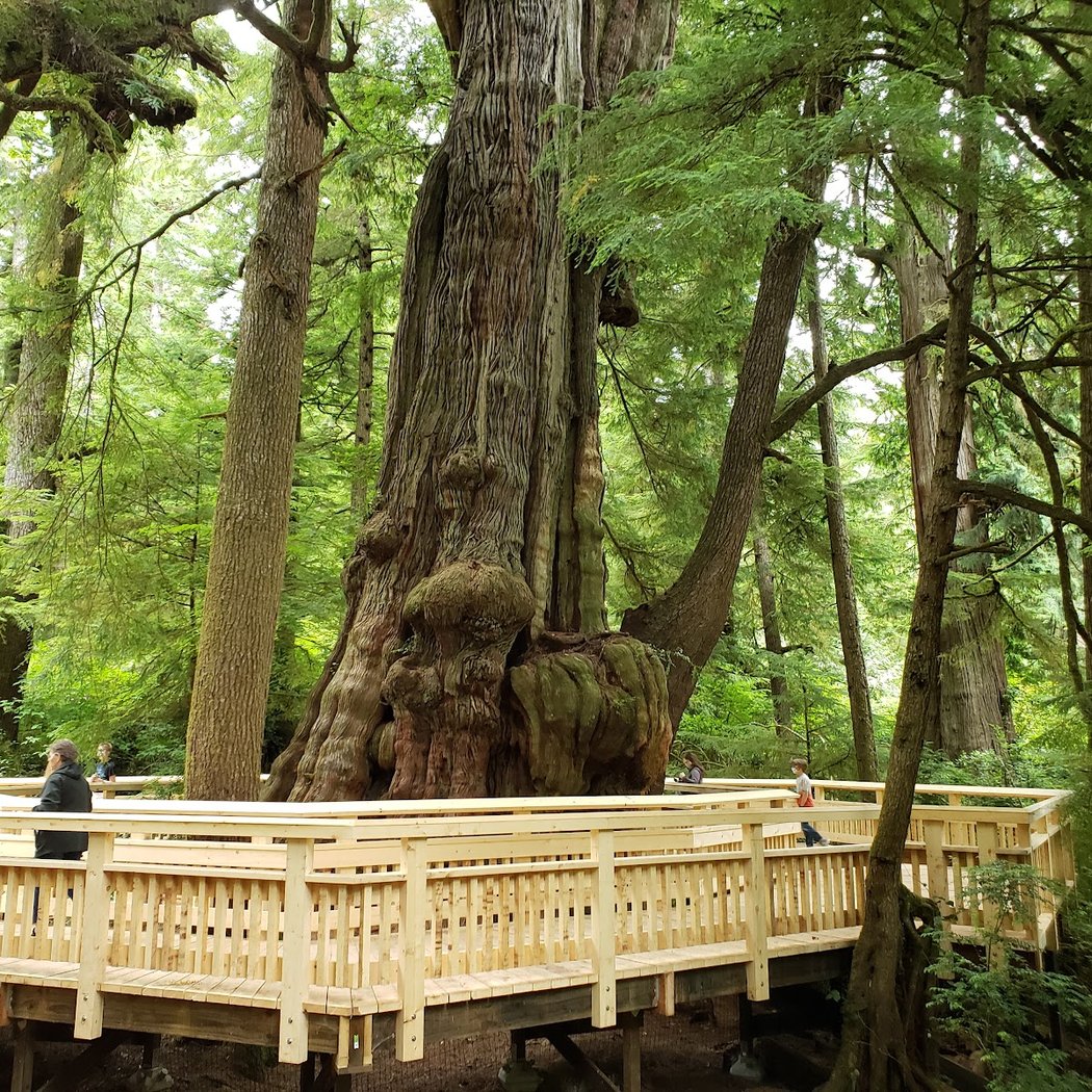 Rockaway Big Tree Trailhead 1